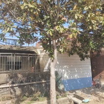 广玉兰