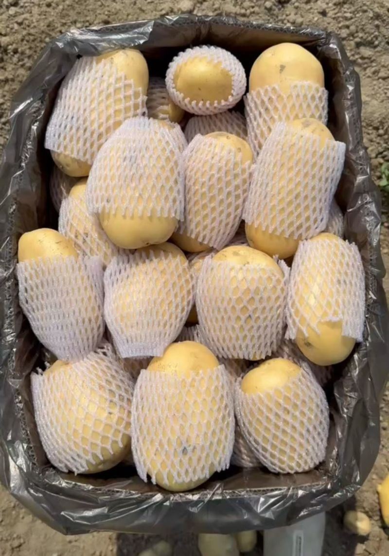 陕西黄皮黄心土豆，品种多样，大量上市中。实验一