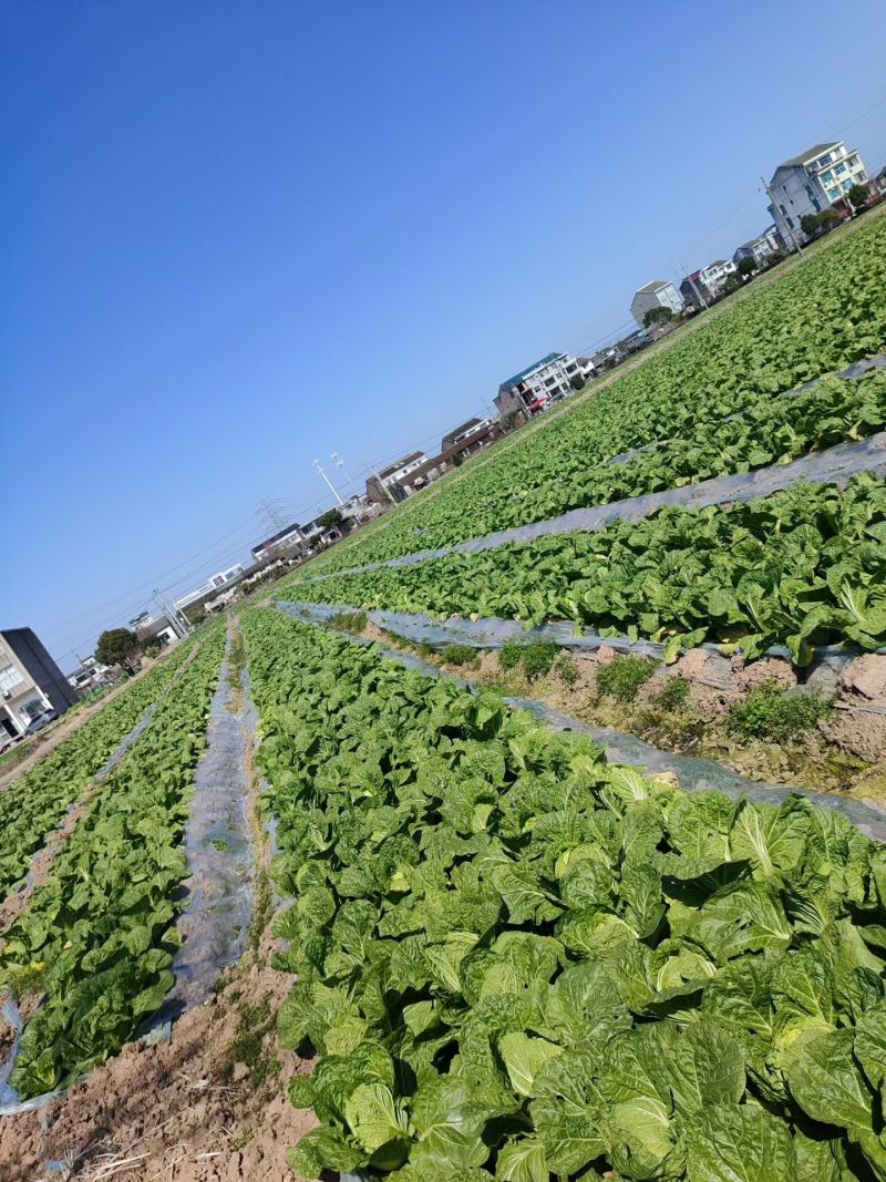 优质黄心大白菜上市