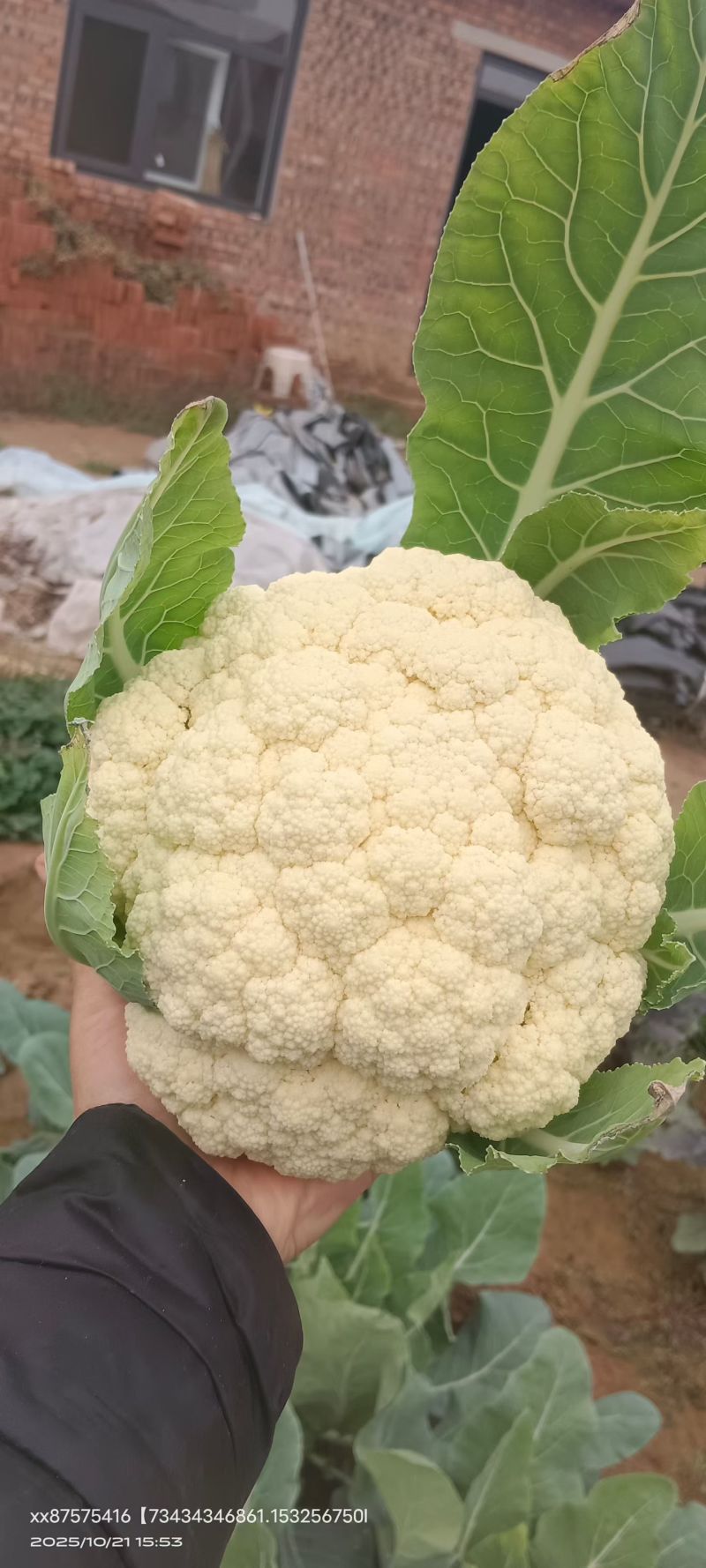 邯郸热销菜花苗松花苗松花菜苗实花苗，雪白有机花菜苗苗