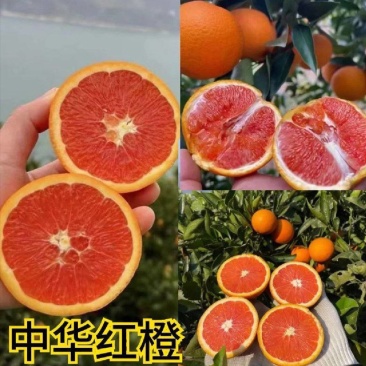 秭归血橙/中华红血橙/红心橙子挂树鲜果大吨位供应品质三包