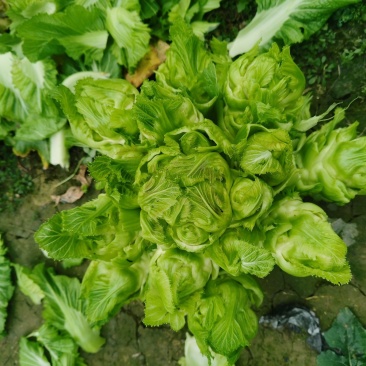 贵州遵义儿菜