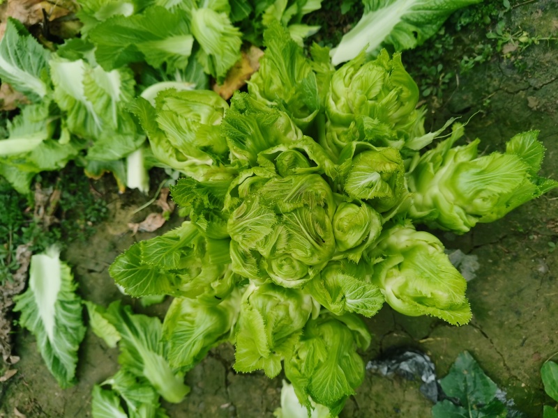 贵州遵义儿菜