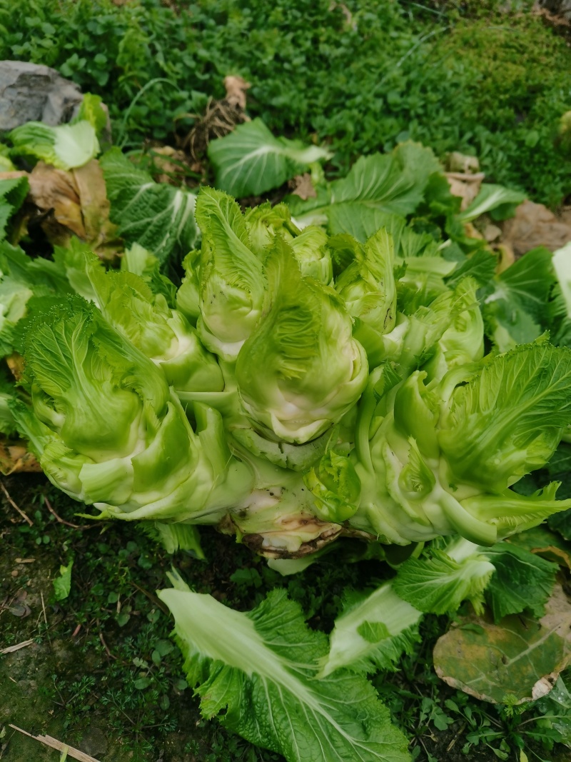 贵州遵义儿菜