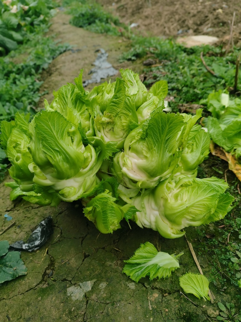 贵州遵义儿菜