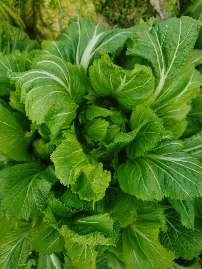 贵州遵义儿菜