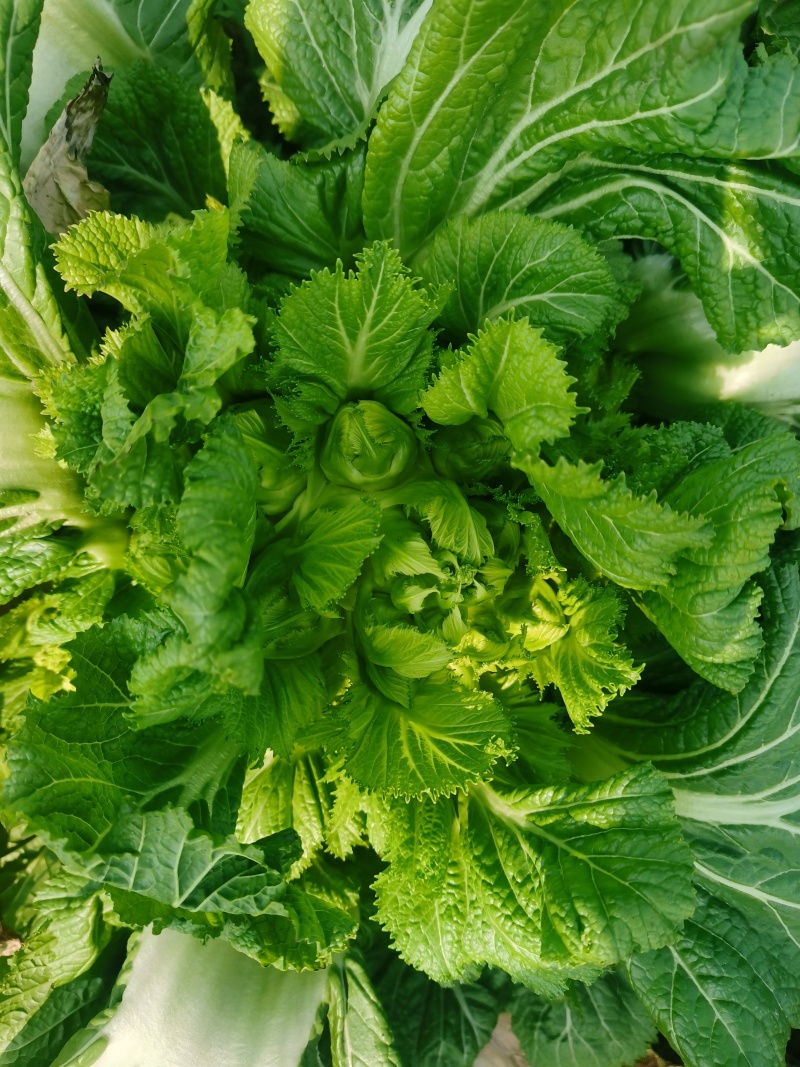 贵州遵义儿菜