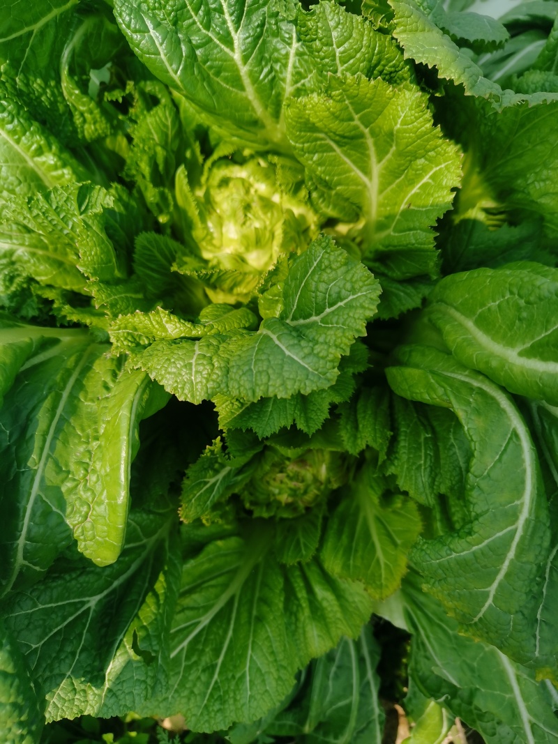 贵州遵义儿菜
