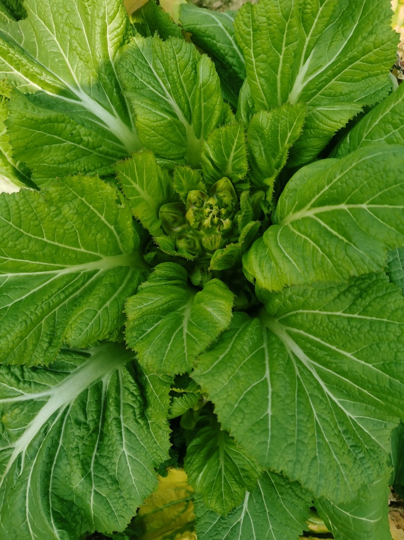 贵州遵义儿菜