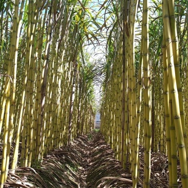 云南黄金甘蔗产地直发电商货通货精品货