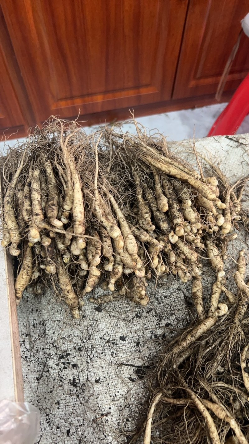 正宗长白山人参种苗地栽盆栽小院阳台都可种赠种植说明书