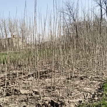 杨树苗38042025大关杨速生杨无絮杨