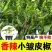 各类辣椒苗，穴盘苗，根系发达易成活