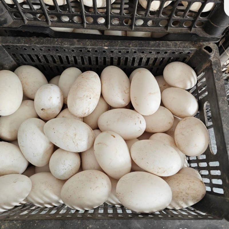 农家散养大鹅蛋