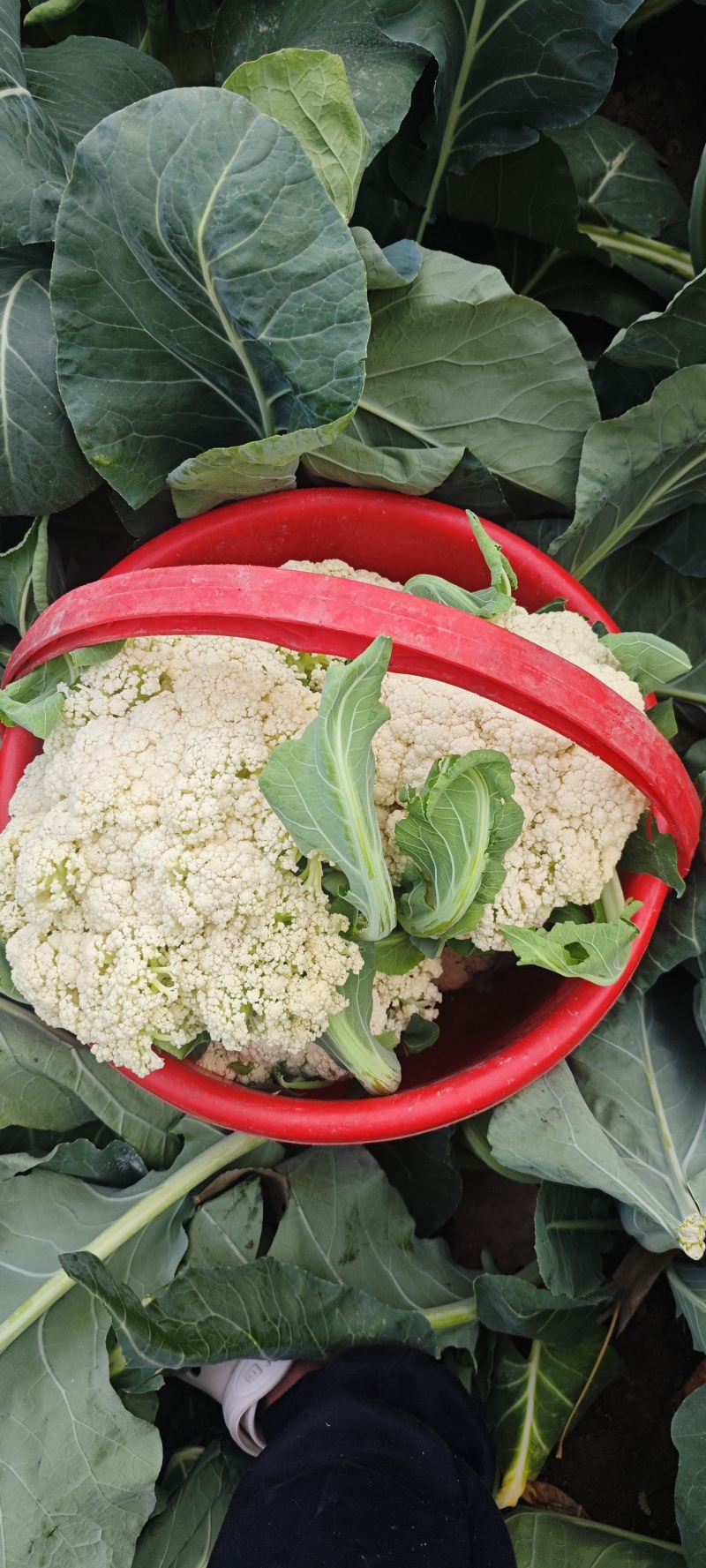 山东临沂菜花