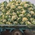 山东临沂菜花