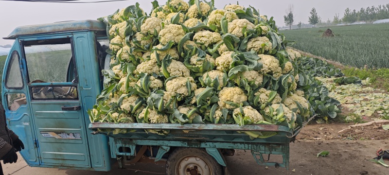 山东临沂菜花