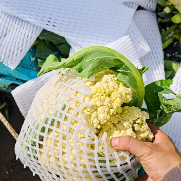 山东临沂菜花