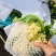 山东临沂菜花