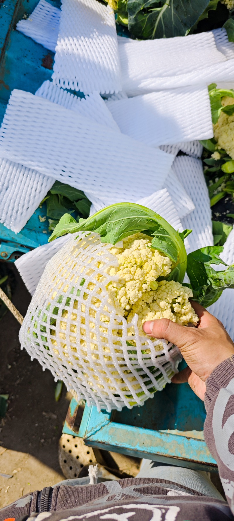 山东临沂菜花