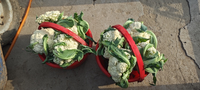山东临沂菜花