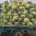 山东临沂菜花