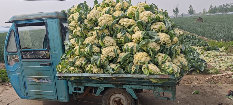 山东临沂菜花