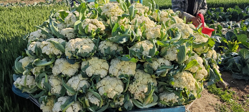 山东临沂菜花