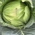 成都扁包菜