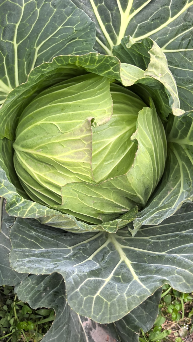 成都扁包菜