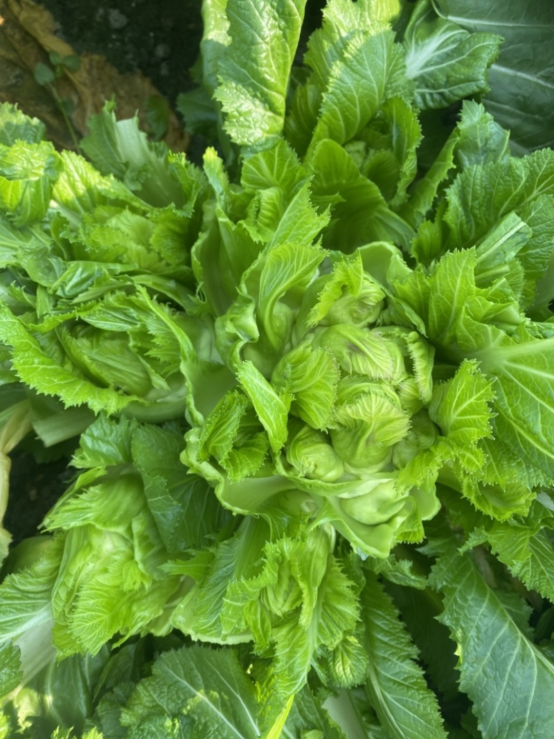 成都儿菜对接电商商贸批发市场