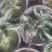 荷兰菊
