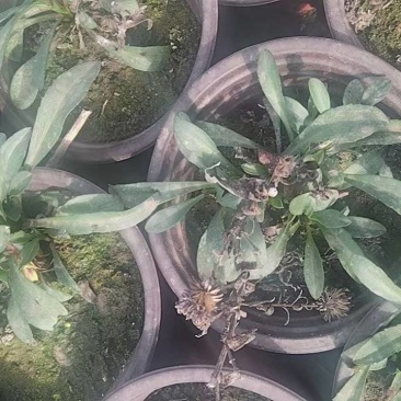 荷兰菊