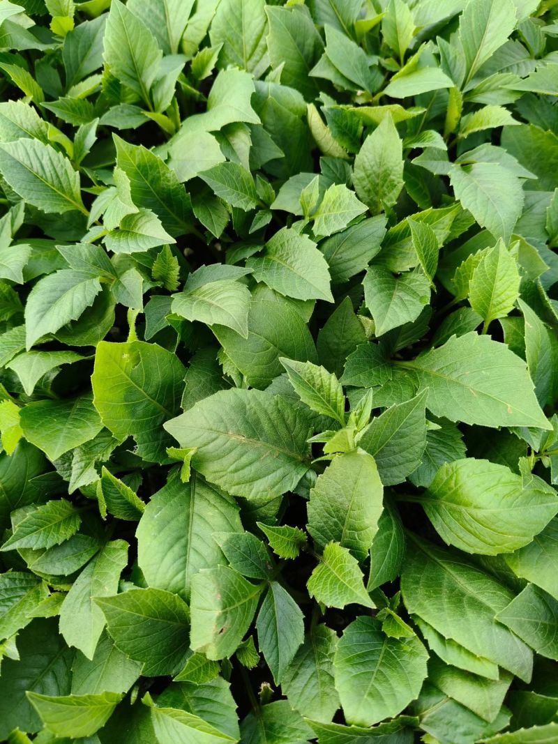 小丽花穴盘苗