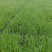 粉黛乱子草穴盘