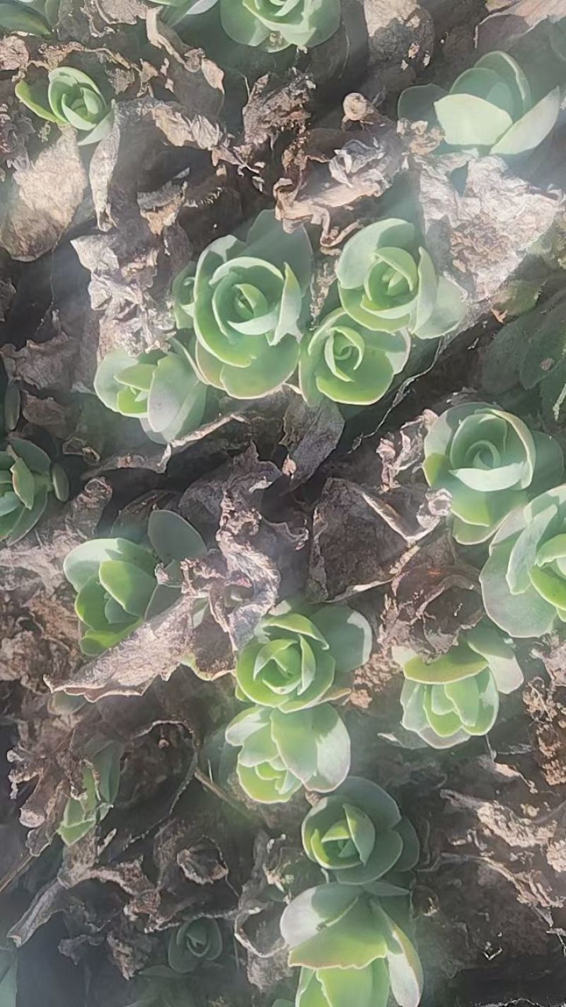 八宝景天