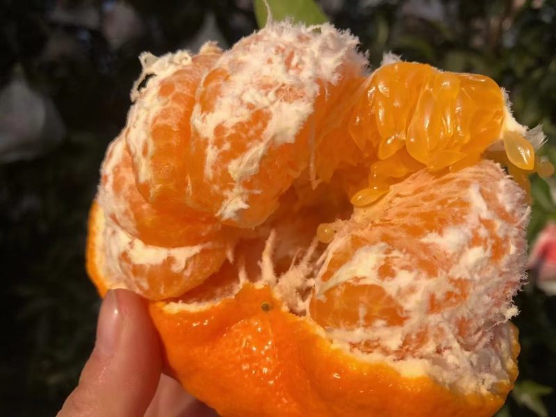 耙耙柑。现在口感非常好