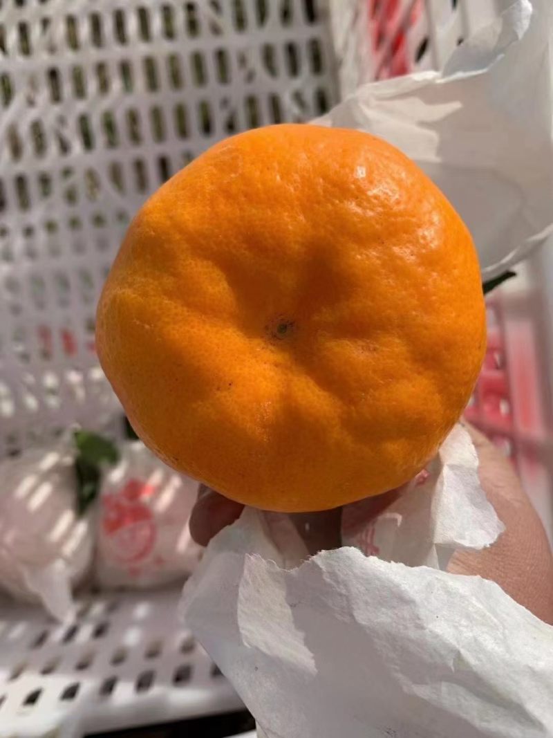 耙耙柑。现在口感非常好