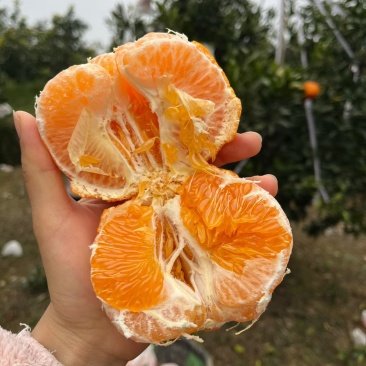 耙耙柑。现在口感非常好