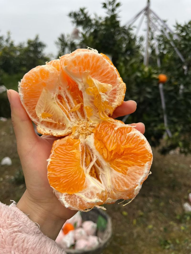 耙耙柑。现在口感非常好