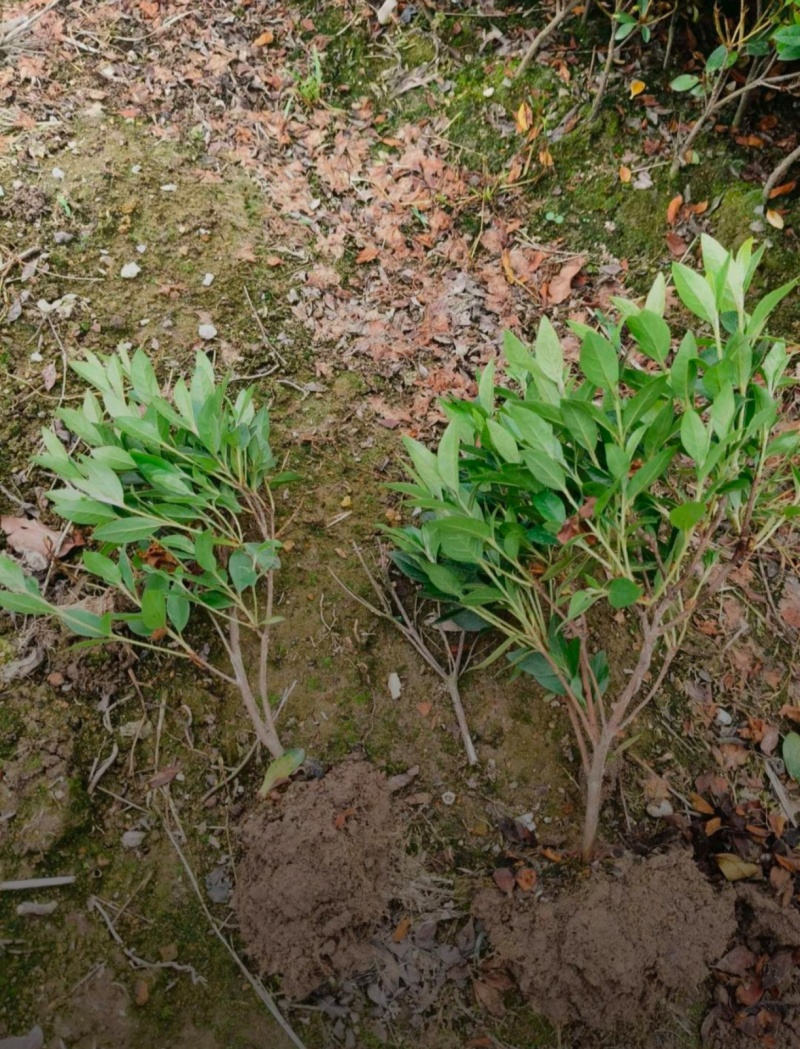 基地大量出售高30-40厘米毛娟