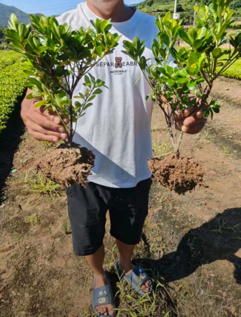 基地大量出售高30-40夏娟