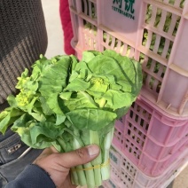 菜苔