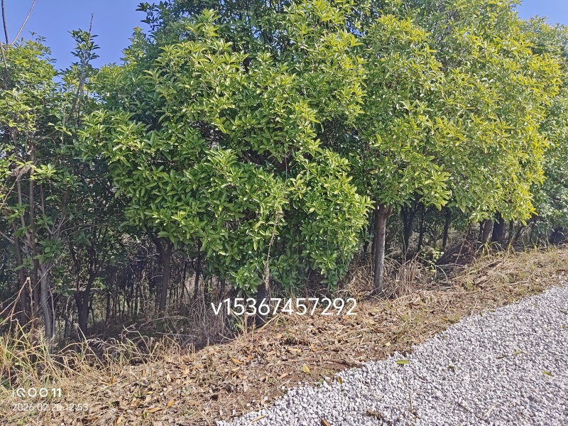 桂花树