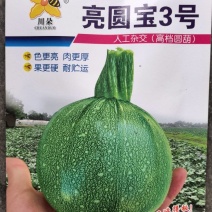 圆西葫芦种子亮圆宝3号早熟瓜形圆整亮度好高产抗病毒