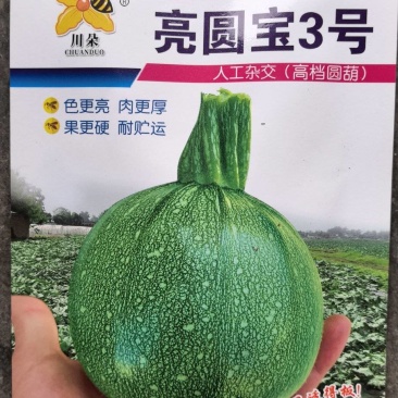 圆西葫芦种子亮圆宝3号早熟瓜形圆整亮度好高产抗病毒