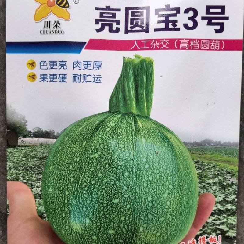 圆西葫芦种子亮圆宝3号早熟瓜形圆整亮度好高产抗病毒