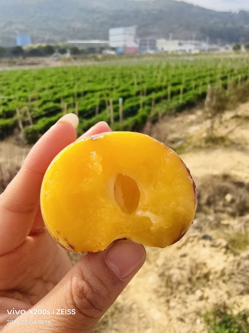 人参果