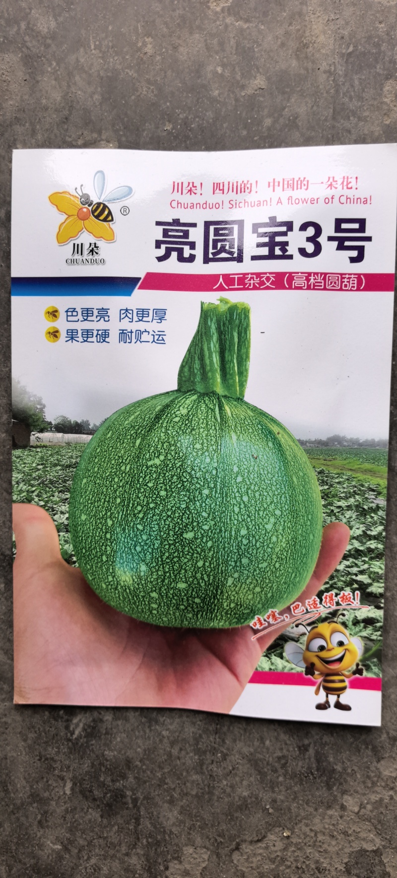圆西葫芦种子亮圆宝3号早熟瓜形圆整亮度好高产抗病毒