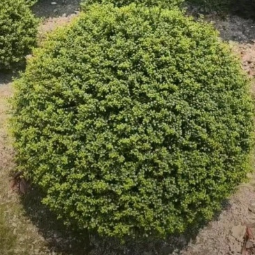 基地大量出售冠幅120厘米龟甲冬青球
